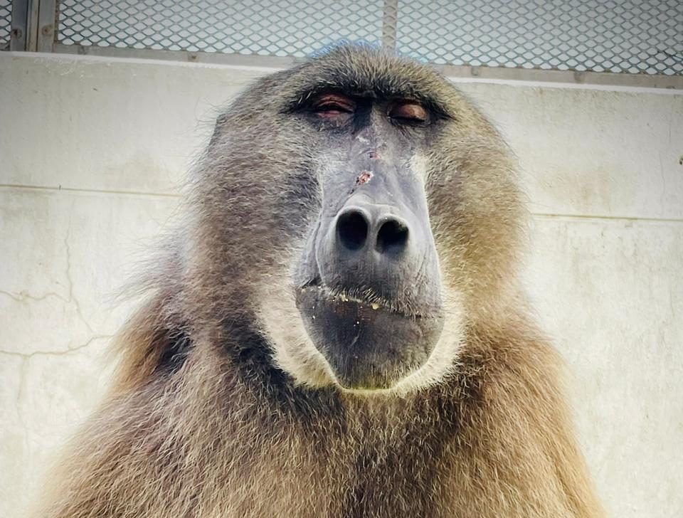 The SPCA is concerned about the future welfare of the Cape Peninsula baboons following the announcement that the City of Cape Town’s Urban Baboon Programme, which serves to keep baboons out of the suburbs as far as possible, will be coming to an end in June 2023.